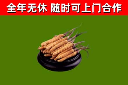 普兰县回收冬虫夏草
