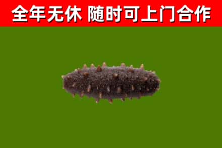 普兰县回收海参干